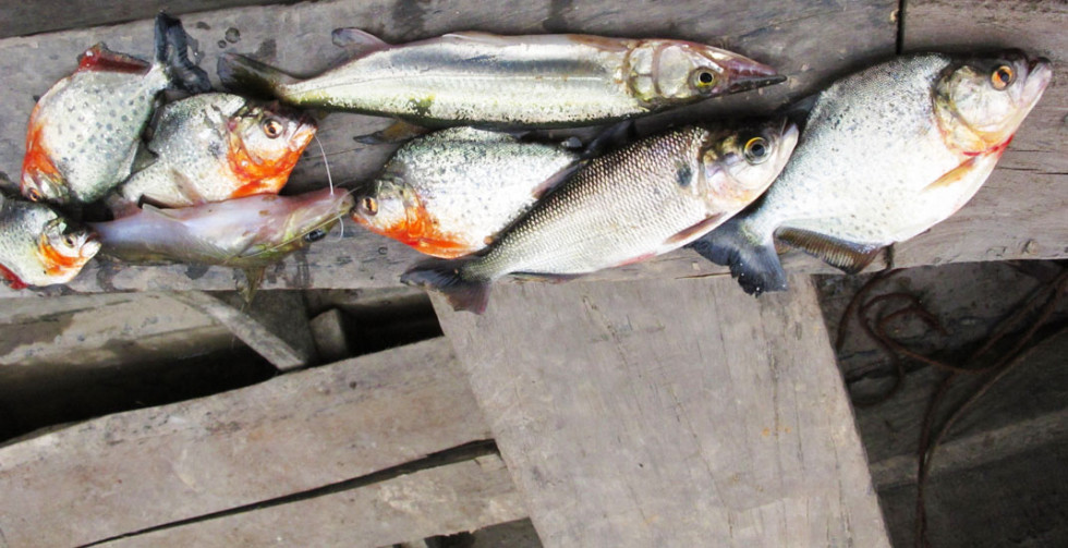 Amazonian-Jungle-Fish_web_small_001-photo_by_Morgan_Maher